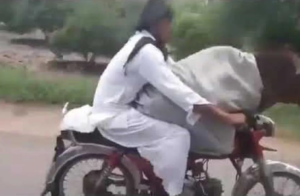 Filman a un hombre paseando en moto con una vaca
