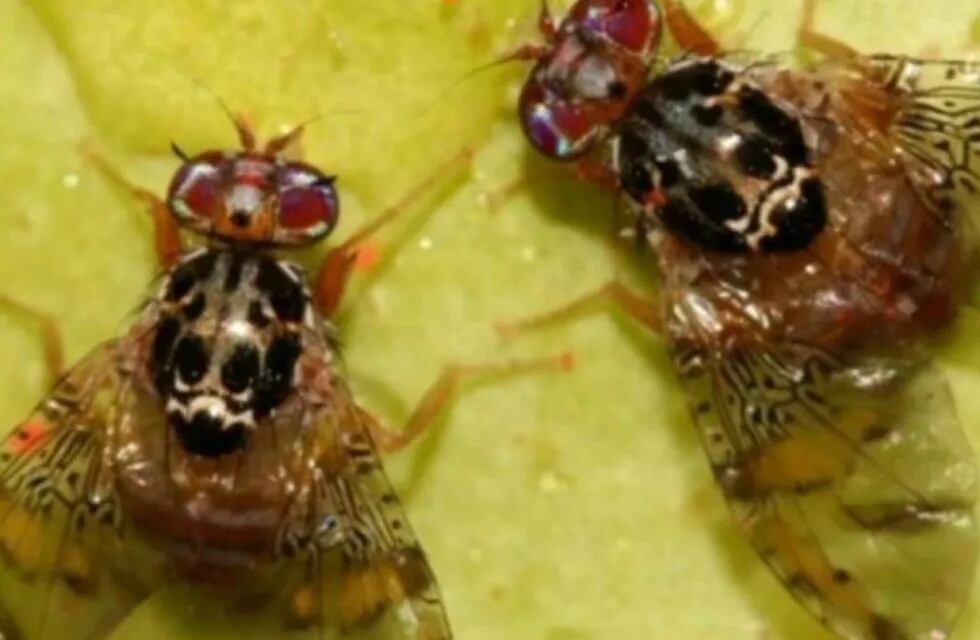 Se declaró emergencia fitosanitaria por la aparición de la mosca de los frutos