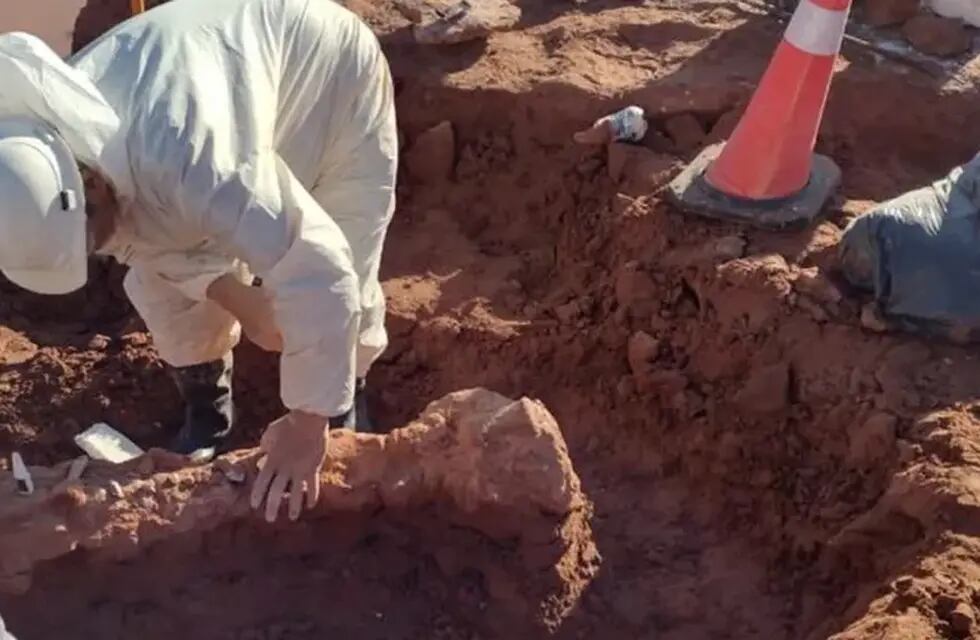 Tras las inundaciones en Neuquén, se desenterraron varios restos fósiles de dinosarios.