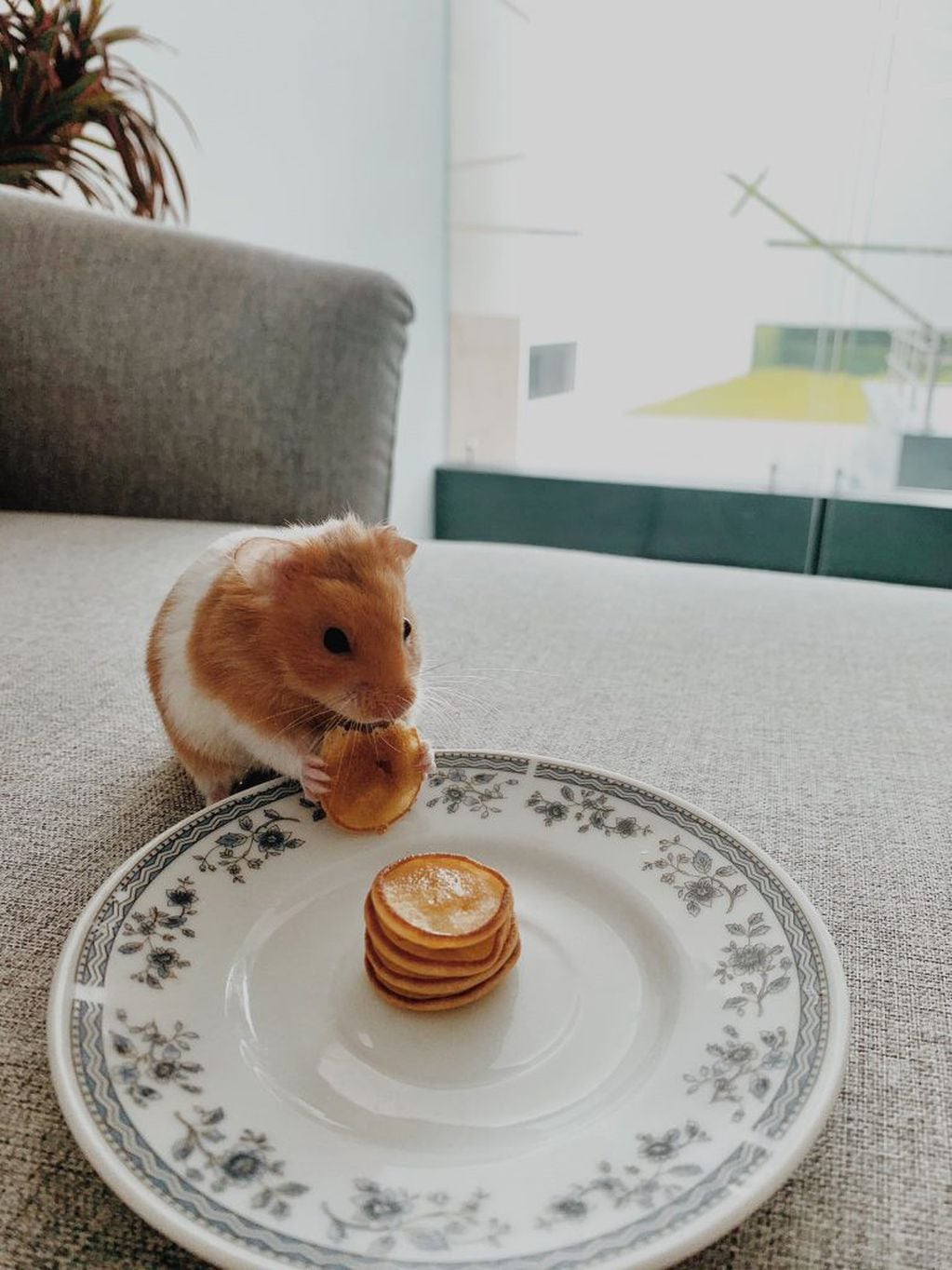 Hamster comiendo panqueques (Twitter/@melanypalma_)