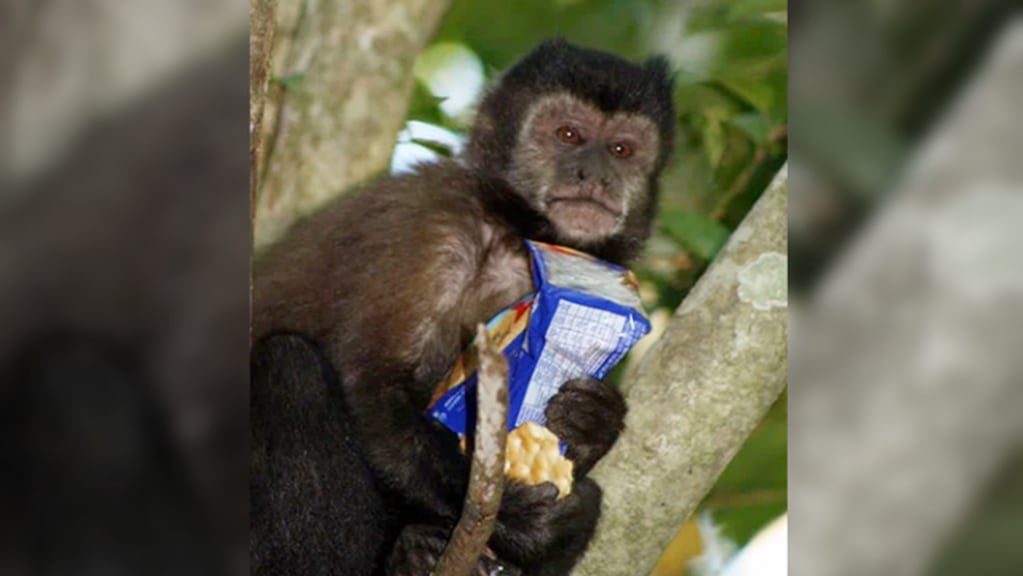 A través de una campaña, buscan concientizar sobre la no alimentación de los animales de la reserva en el Parque Nacional Iguazú.
