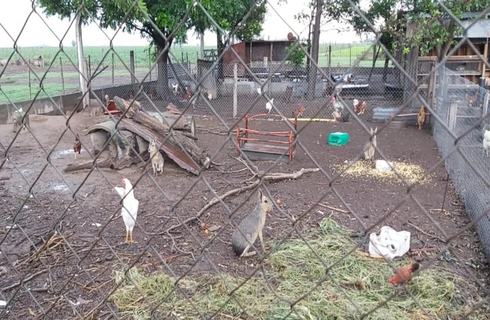 Policía Ambiental encontró más de 60 animales exóticos en Bell Ville (Prensa Gobierno)