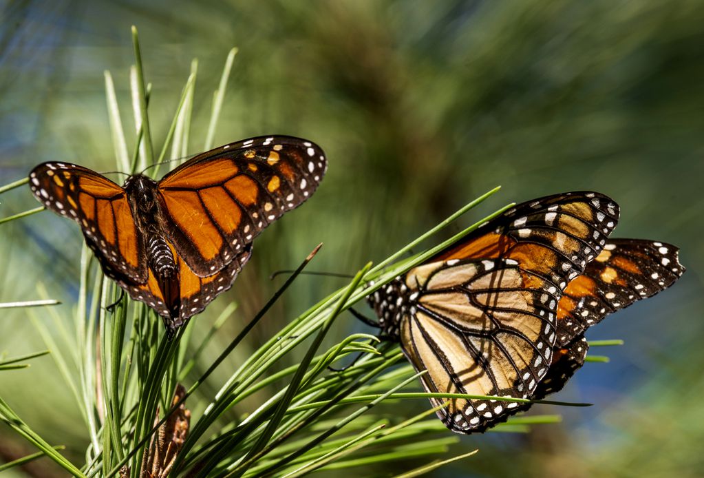 Por estos días hay una invasión de mariposas en el AMBA. (Foto: AP Foto/Nic Coury, Archivo)
