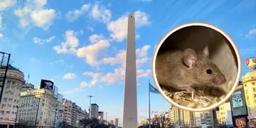 Cuáles son los cinco barrios porteños con más ratas en Buenos Aires