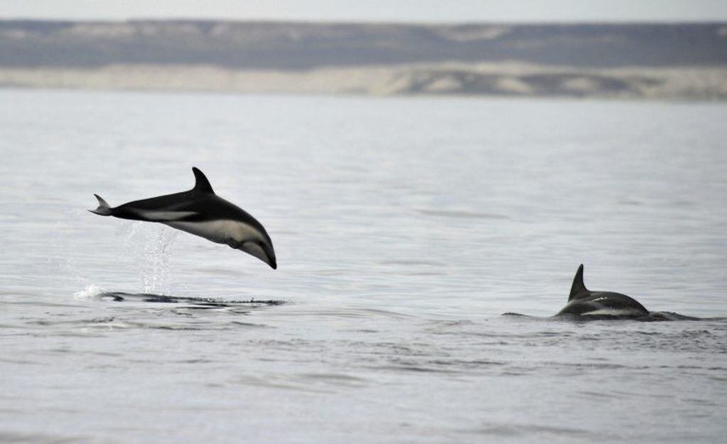 Delfines en el Golfo Nuevo (REUTERS/Maxi Jonas).