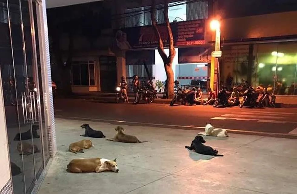 Perros esperan a su dueño toda la noche frente al hospital. (LA NACIÓN)