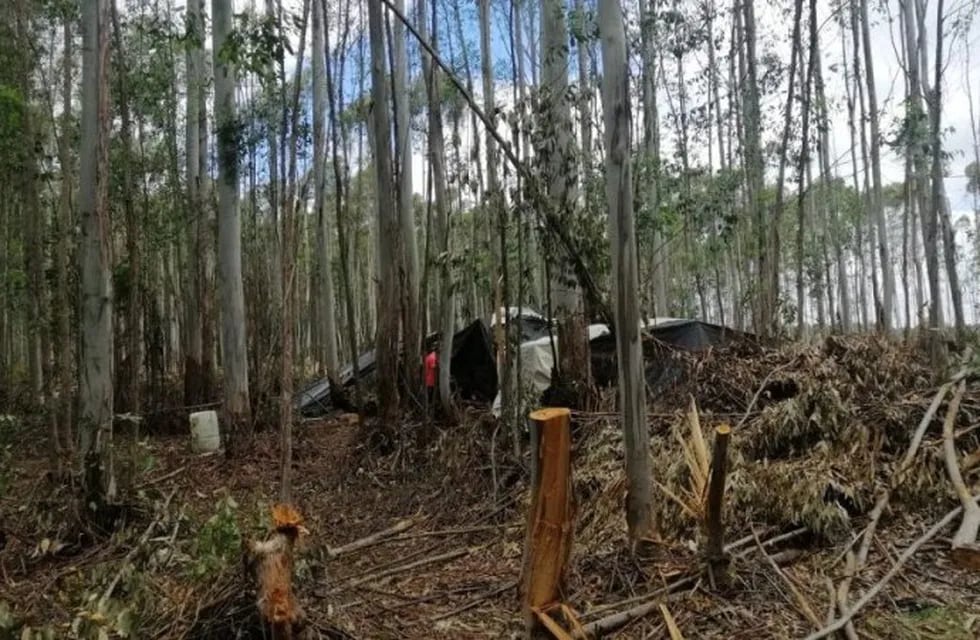 Explotación laboral: ocho trabajadores misioneros rescatados de un cosecha forestal en Concordia