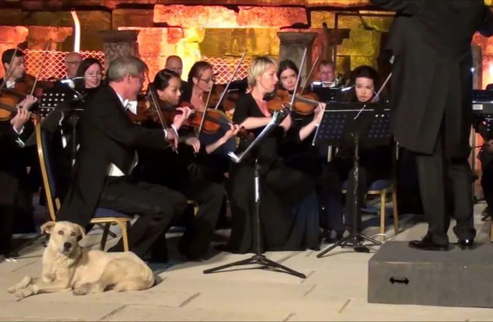 El perro se sentó al lado de la orquesta mientras tocaba y se robó todas las miradas.
