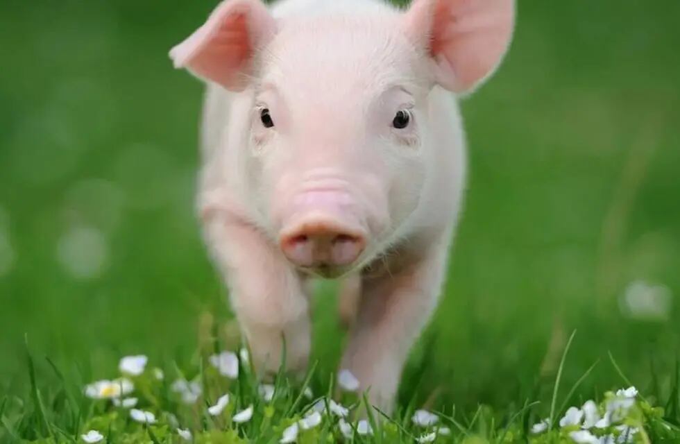 Una mujer denunció que su mascota una "mini pig" se había extraviado de su casa en Esquel (imagen ilustrativa).