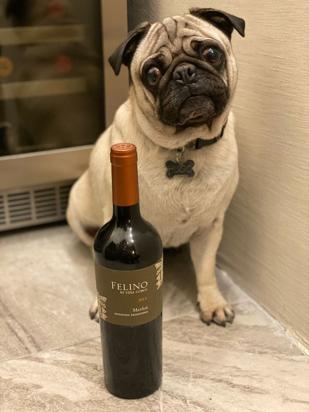 Hugo disfruta de posar junto a botellas de vino y a sus dueños disfrutan de tomarlos.