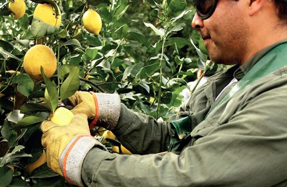 Las lluvias registradas en los últimos meses retrasan la cosecha de limones. (Web)