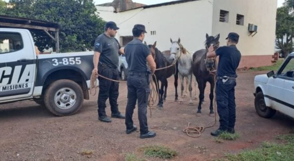 La Policía recupera tres caballos robados en Guaraní.