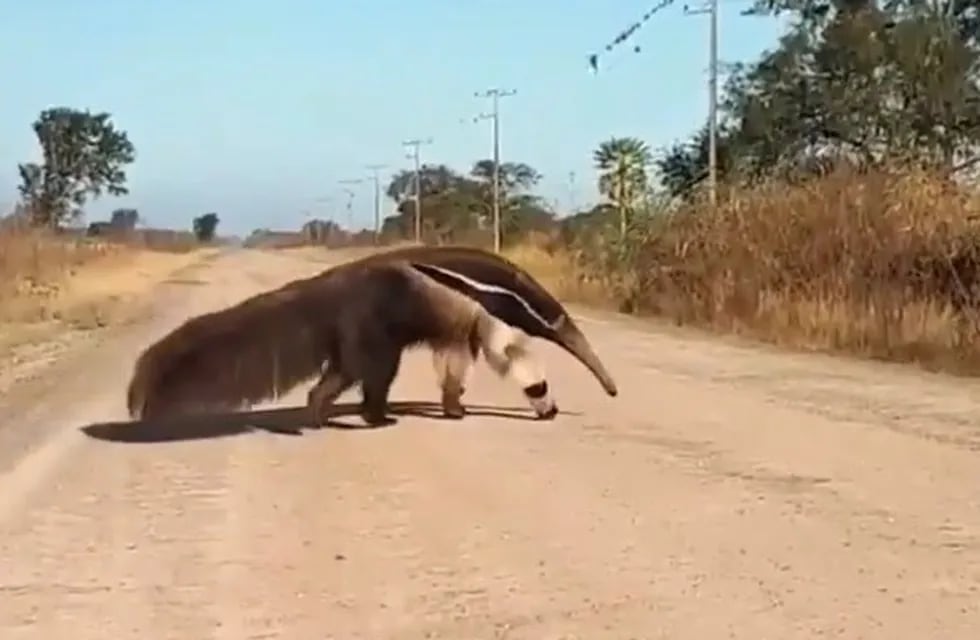 El curioso oso hormiguero que filmaron paseándose por una localidad santafesina (Captura)