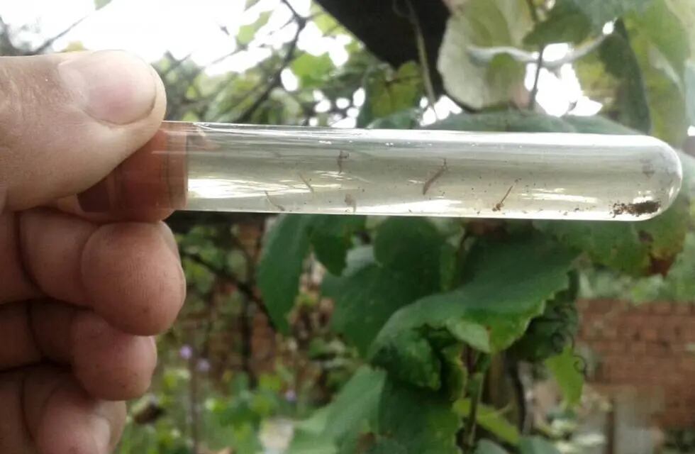 Larvas del mosquito aedes aegypti, que propaga el dengue, entre otras enfermedades. (Conicet)