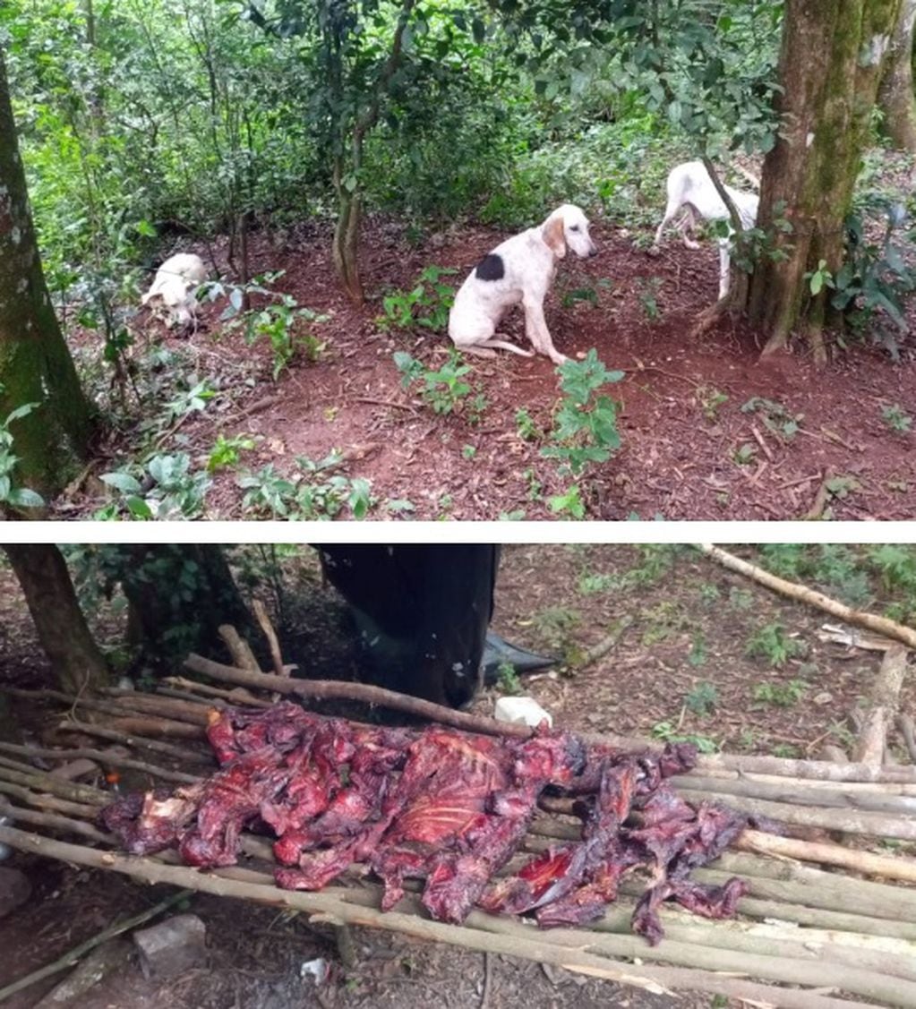 Furtivos abandonan campamento en Urugua-í: perros, armas y carne fueron secuestrados.