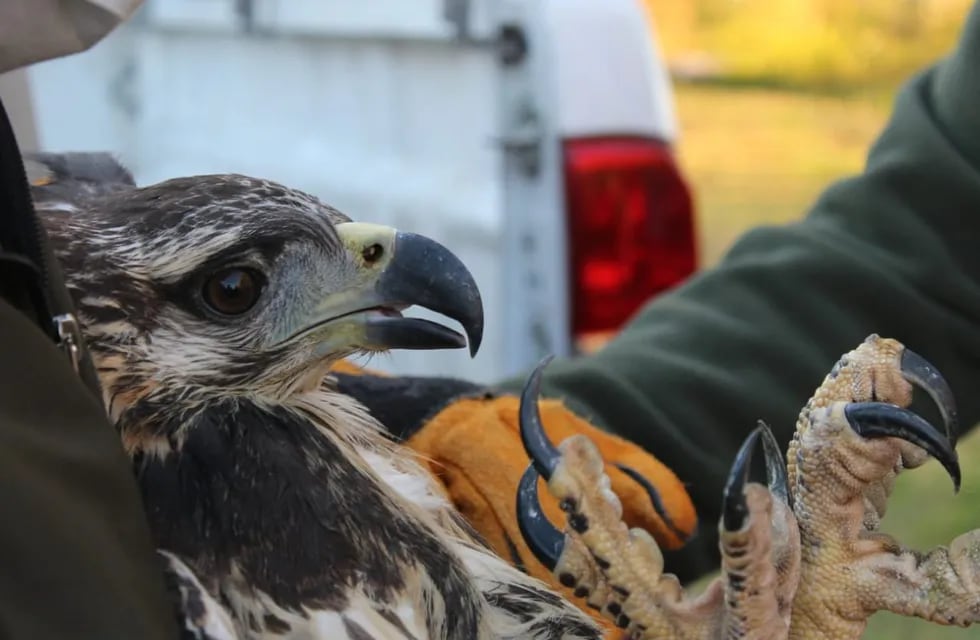 El hermoso ejemplar de Aguila coronada encontrada herida en su mandíbula y que fue enviada a Buenos Aires para su operación y recuperación.