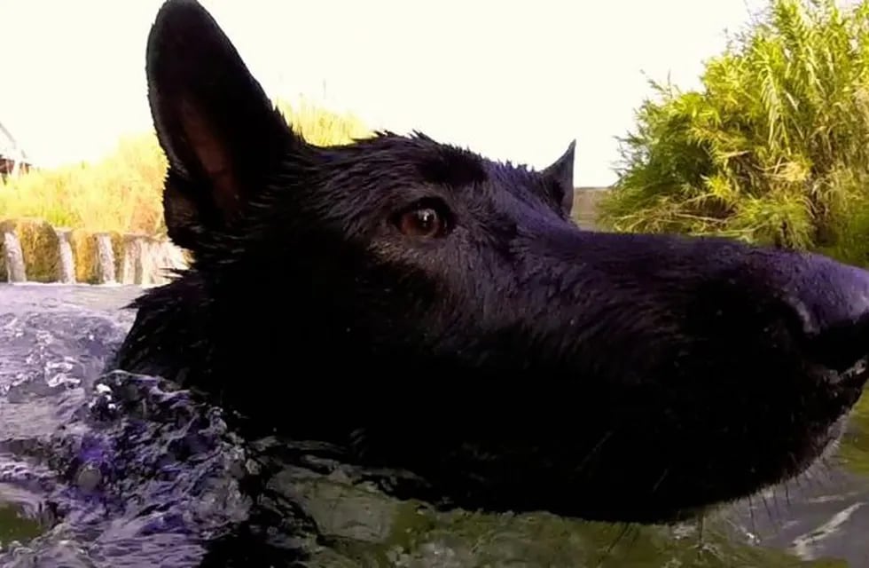 Los dueños de los perros que se metan al río en Alpa Corral deberán pagar una multa.