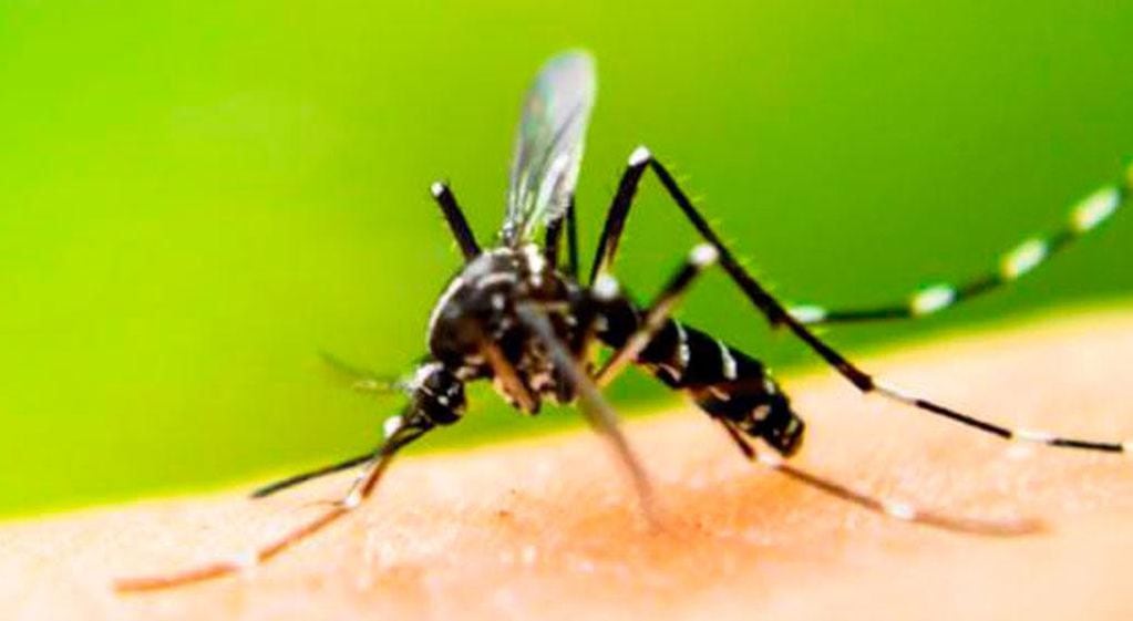 El mosquito que trasmite la fiebre amarilla