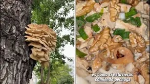 Encontró un hongo en la calle y aseguró que es comestible: el polémico video viral de tiktok