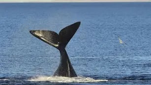 Orcas en Comodoro Rivadavia
