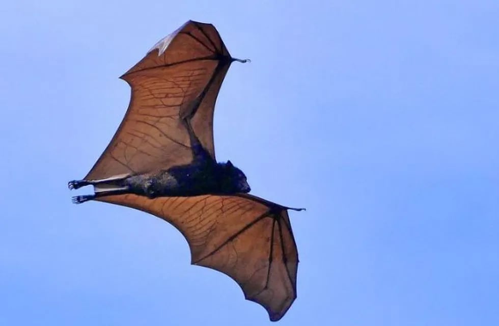 Diadema, el extraño murciélago de tamaño humano que se volvió viral