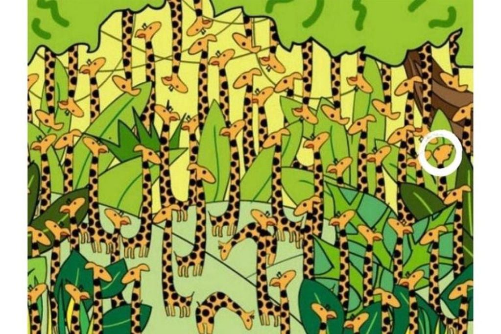 Desafío viral: encontrar la serpiente oculta entre las jirafas (Web)
