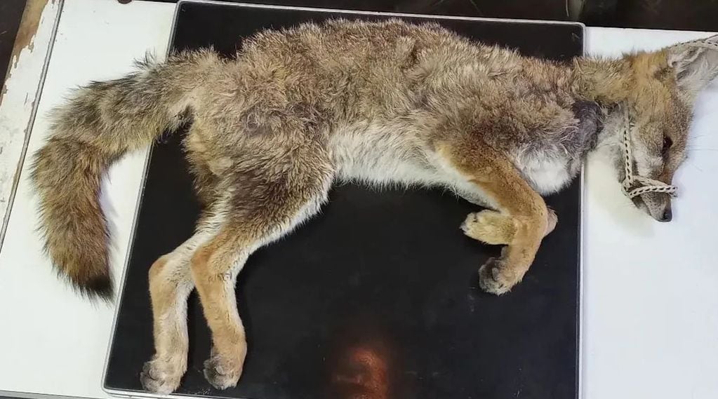 Rescataron a un pequeño zorro atropellado en las calles mendocinas y está internado