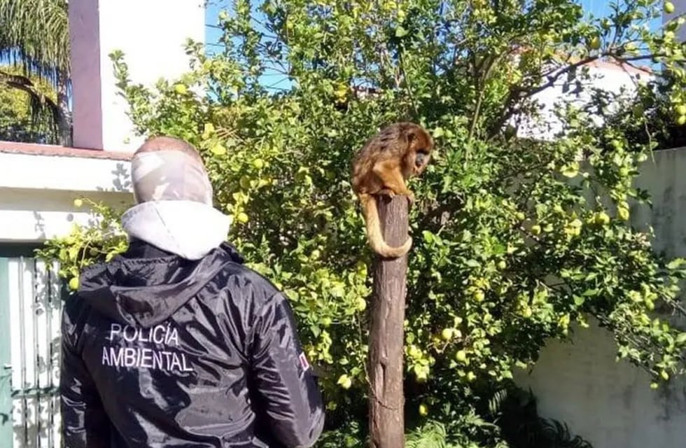 Mono Carayá rescatado de una vivienda de la ciudad de Córdoba.
