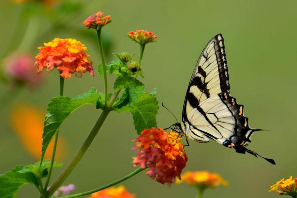 Las mariposas tienen significados muy fuertes según diferentes culturas. (Foto ilustrativa)