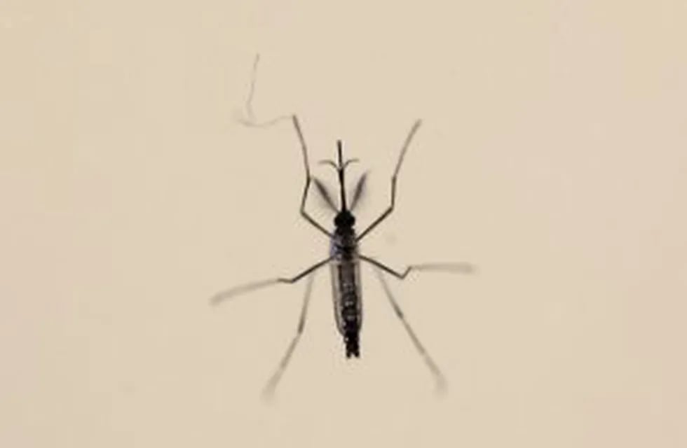 An Aedes aegypti mosquitoe is seen at the Laboratory of Entomology and Ecology of the Dengue Branch of the U.S. Centers for Disease Control and Prevention in San Juan, March 6, 2016.  Picture taken March 6, 2016. REUTERS/Alvin Baez  costa rica san juan  m