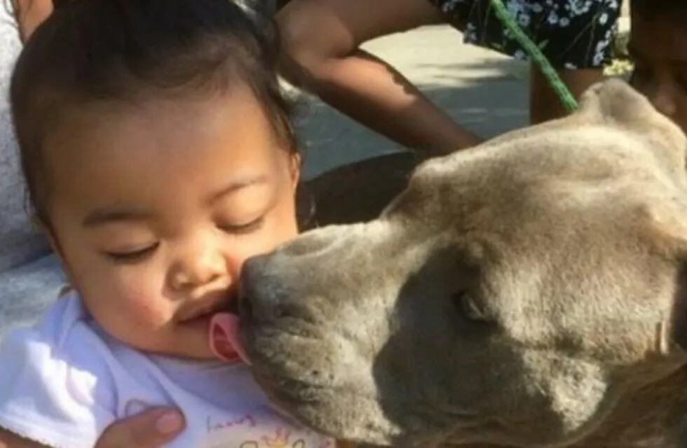 Una perra pitbull salvó a una bebé de un incendio arrastrándola del pañal