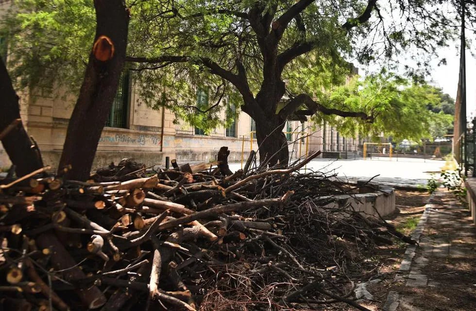 Polémica por la poda de árboles en el colegio Alejandro Carbó (Pedro Castillo)