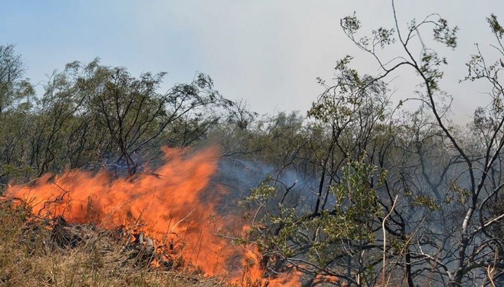 Los incendios se llevaron el 20% de una reserva natural.