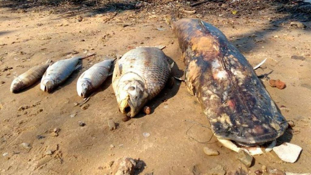 Revelaron a qué se debe la mortandad de peces en el río Uruguay