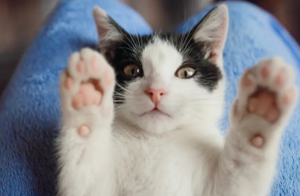 Existen gatas que son ideales para las personas que sufren de alergias. Foto/Freepik