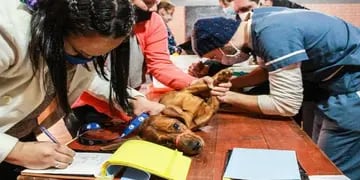 Eldorado: atendieron a más de 80 mascotas en el operativo Sanitario en el barrio Belgrano