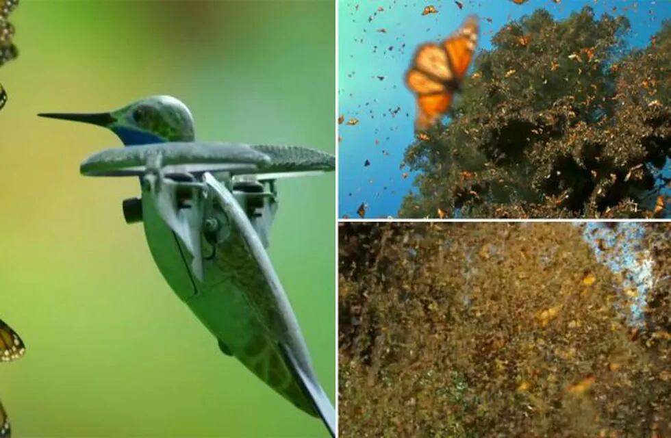 Dron de colibrí capta millones de mariposas