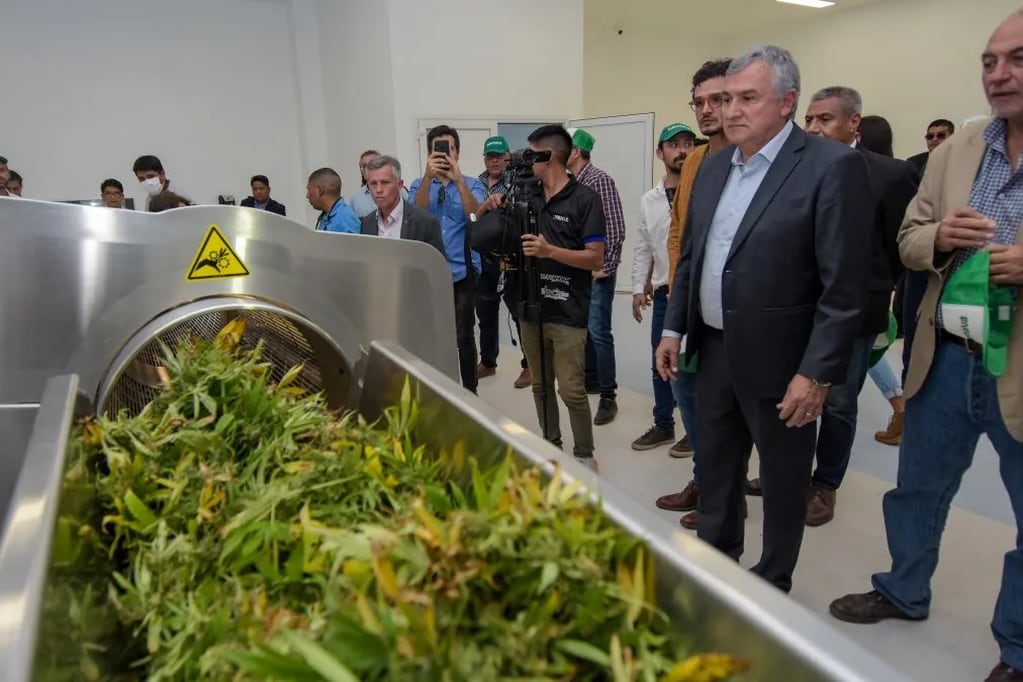 "Cultivar cerca de ochenta mil plantas implica una gran complejidad bajo estándares de calidad de alta exigencia internacional", dijo el titular de la empresa estatal Cannava, Gastón Morales.