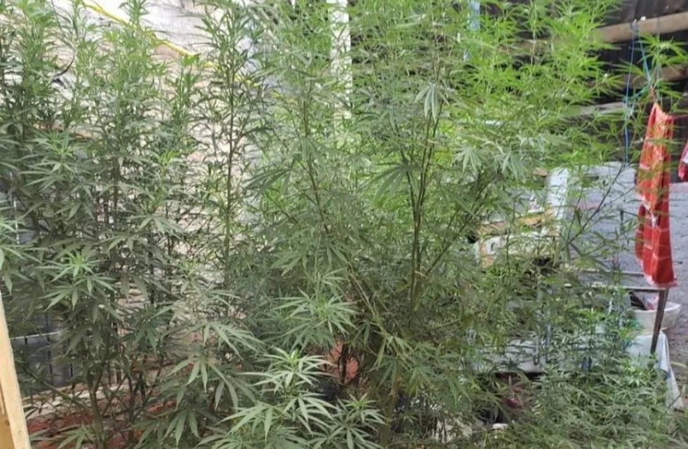 Incautaron plantas de cannabis, de entre 1,20 y 2,90 metros de altura, en Lavalle.