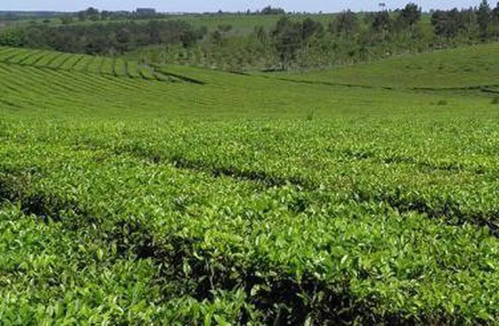 Dos de Mayo: jornadas en buenas prácticas para el cultivo y cosecha de té