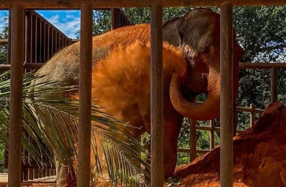 La elefanta Mara disfruta de un baño de tierra roja en Brasil (Web)