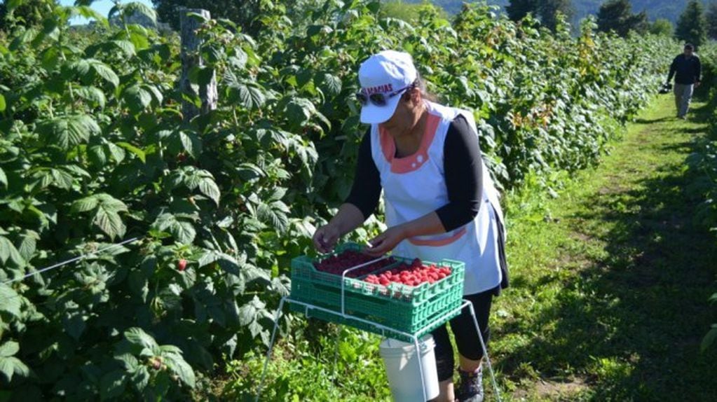 Cosecha de frutas.