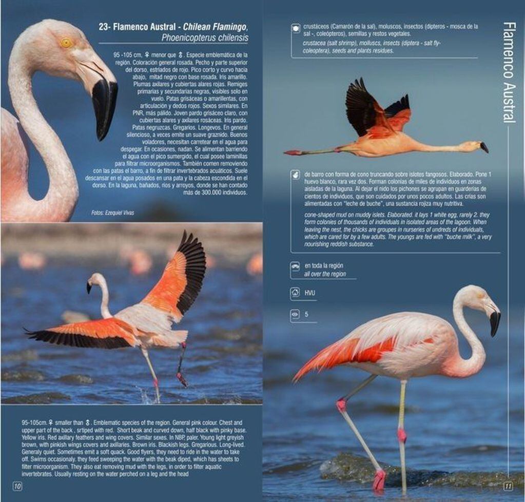 Aves del Mar de Ansenuza es una guía práctica de 247 especies que habitan el futuro Parque Nacional