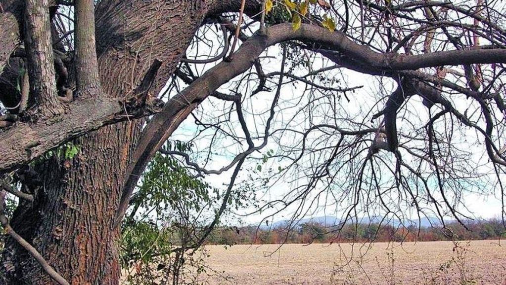 La rama del árbol en el cual encontraron colgados los cuerpos sin vida de Yanina y Luján.