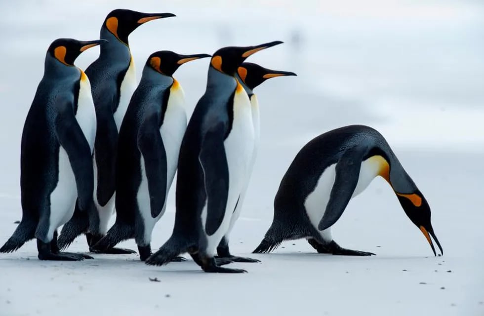Malvinas tiene una increíble biodiversidad, con más de 25 especies de ballenas y delfines y cinco especies de pinguinos. Fotos de Pablo Porciuncula Brune / AFP