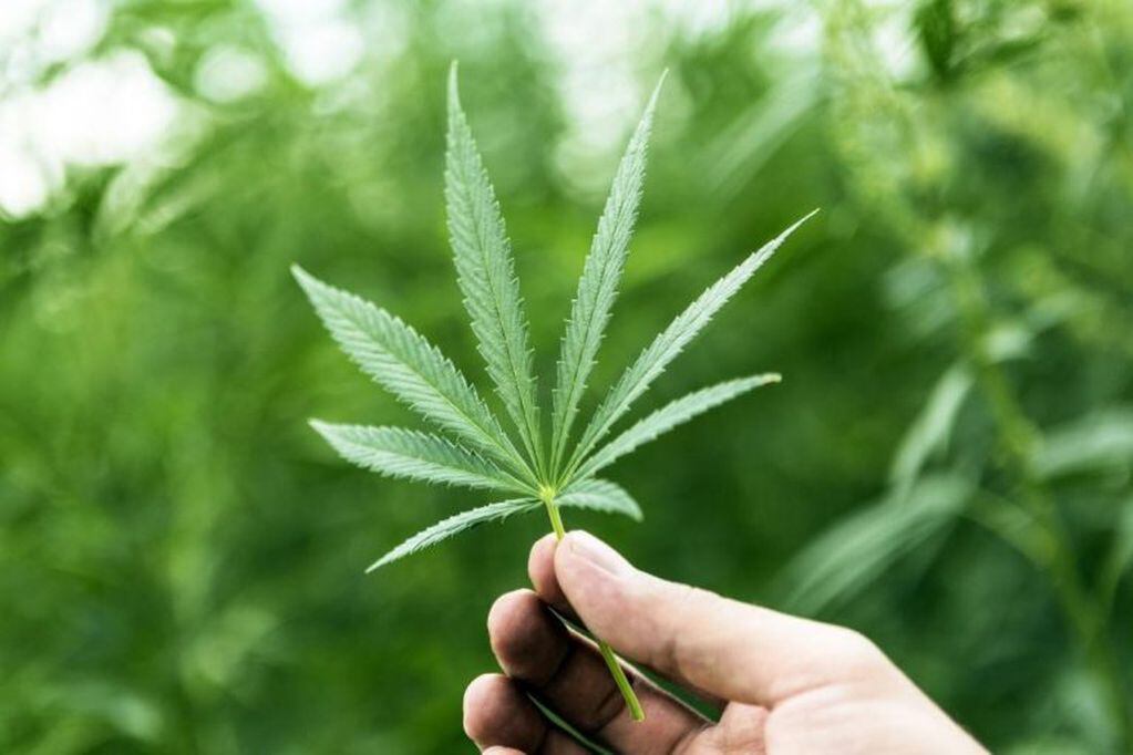 Chaco tendrá su Consejo Asesor sobre uso medicinal del Cannabis