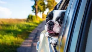 Viaje tranquilo. Es clave que nuestra mascota evite distraer al conductor. 