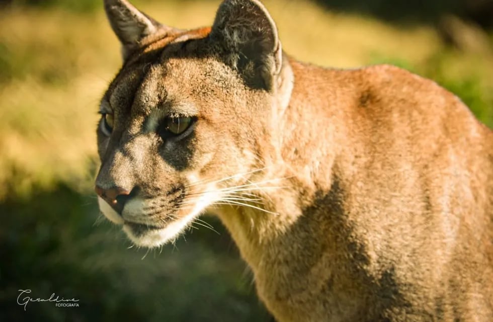 ¡Qué susto! Un puma entró en la casa de una familia salteña y se metió en el baño. Foto: Gentileza "S.O.S. acción Salvaje"