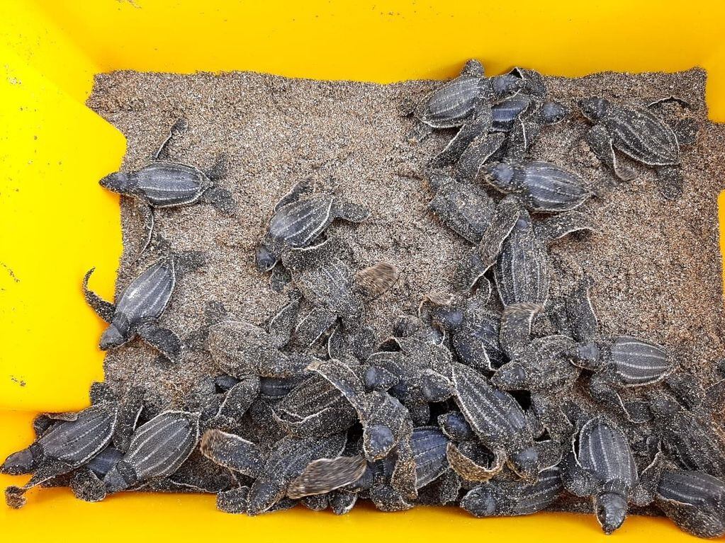 Nacimiento de tortugas laúd, en la playa de Punta Bikini, provincia de Manabí (Ecuador)