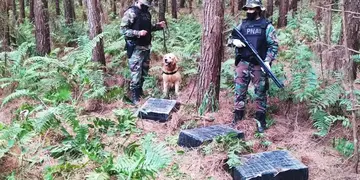 Incautaron marihuana oculta en un pinar en Puerto Rico